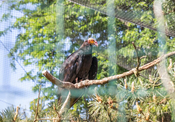 Lesser Yellow Headed Vulture sit on branch in its enclosure in Prague Zoo in Czech Republic