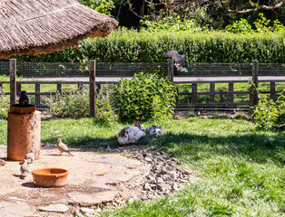 Two black and white hares lie on the grass in their enclosure in Prague Zoo in Czech Republic