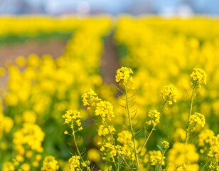 Obraz premium Vibrant yellow flowers in a field (2)