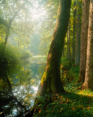 morning in the forest