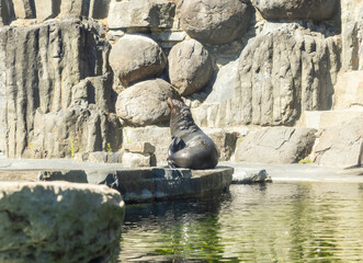 A seal sits on the rocks in its enclosure in Prague Zoo in Czech Republic