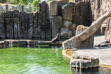 Aviary with the large rocks and small lake with seals in Prague Zoo in Czech Republic