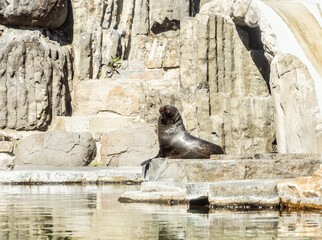 The seal sits on rocks in its enclosure in Prague Zoo in Czech Republic