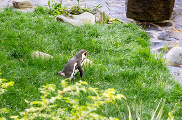 A Humboldt penguin walks in the sun in its enclosure in Prague Zoo in Czech Republic