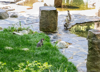 A Humboldt penguins walk in sun in its enclosure in Prague Zoo in Czech Republic