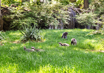 A Humboldt penguins are in its enclosure in the Prague Zoo in Czech Republic
