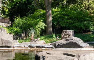A Humboldt penguin and a wild duck are resting in the enclosure in Prague Zoo in Czech Republic