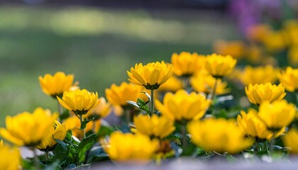 Vibrant yellow flowers in a garden