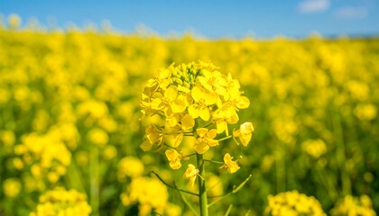 Fototapeta premium Field of Mustard Flowers Close Up
