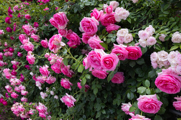 Beautiful rosette pink rose flowers blooming in a garden in Nagano.