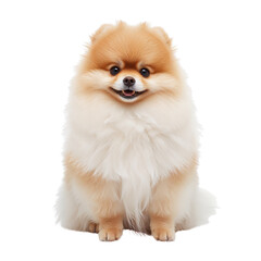 Adorable Pomeranian dog with fluffy fur sitting on a black background posing happy cute