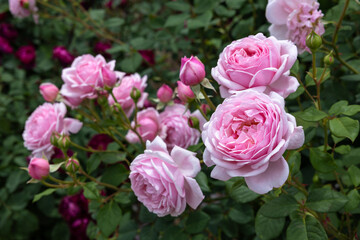 Beautiful rosette pink rose flowers blooming in a garden in Nagano.