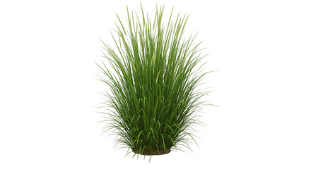 Tall Grass or Ornamental Plant Bush Isolated on a White Background, Perfect for Architectural Plans, Landscaping, and Garden Designs.

