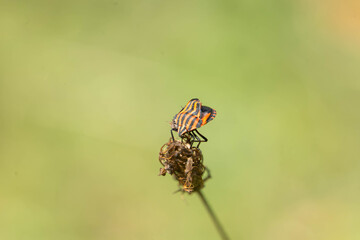 Striped shield bug on dry flower stem in a green blurred natural background