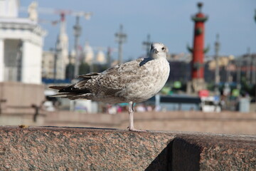 portrait of a seagull in St. Petersburg against the backdrop of the Rostral Columns