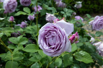 Beautiful purple rose flowers blooming in a garden in Nagano.