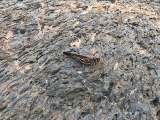 Large painted locust camouflaged against textured black volcanic rock in the Galapagos Islands.