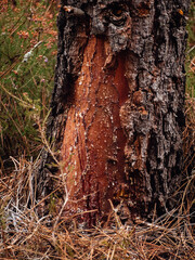 Árbol