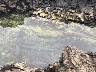 Tranquil Galapagos lagoon filled with Whitetip reef sharks swimming in shallow turquoise water.