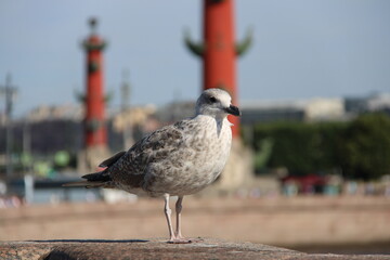 portrait of a seagull in St. Petersburg against the backdrop of the Rostral Columns