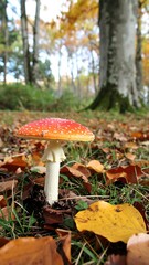 Forest Mushroom Autumnal Find