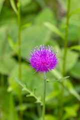 Beautiful thistle flower blooming in the meadow.