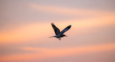 Silhouetted Bird in Flight Against a Soft Sunset Sky