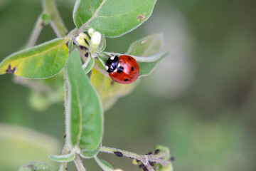 Ladybug on green leaf showing red shell with black dots in soft natural background