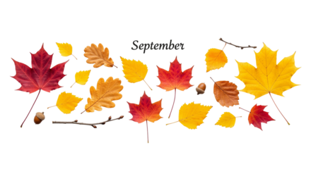 Autumn Leaves and Acorns – September Theme on White Background