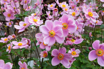 Beautiful blooming anemone hupehensis flowers in the autumn garden.