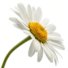 A single daisy flower with white petals and a yellow center on a white background close up view created with generated ai