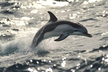Naklejka premium Pacific white sided dolphin jumping out of the water with sparkling reflections of sunlight on the sea surface