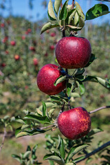 Akibae of delicious apple varieties in the orchard.