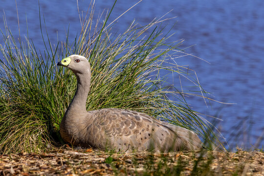 A Cape Barren Goose rests on the grassy shore of a lake in Australia