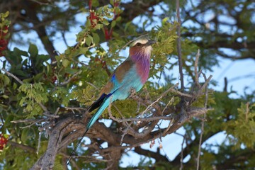 Gabelracke (Coracias caudatus) sitzt in einem blühenden Baum im Etoscha Nationalpark in Namibia