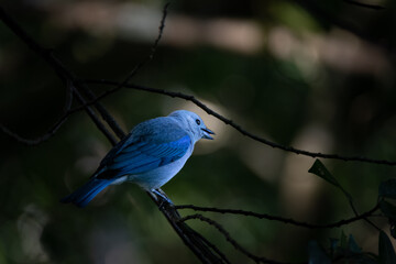 Tropical Beauty: Blue-gray Tanager Resting on a Branch