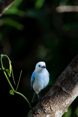 Exotic Blue-gray Tanager in the Lush Rainforest Canopy