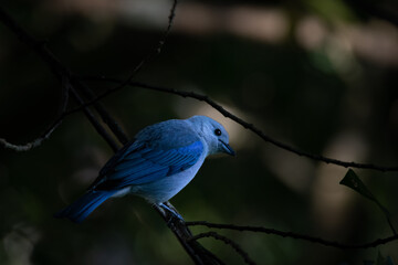 Exotic Blue-gray Tanager in the Lush Rainforest Canopy