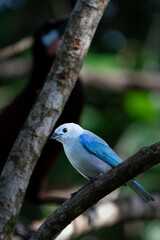 Colorful Songbird with Soft Blue Plumage in Costa Rica