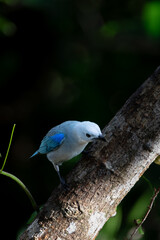 Tropical Beauty: Blue-gray Tanager Resting on a Branch