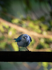 Delicate Blue-gray Tanager Perched in the Tropical Forest