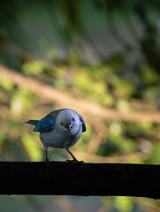Delicate Blue-gray Tanager Perched in the Tropical Forest