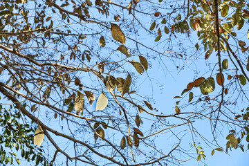 An upward view of the tree branches, with bright green leaves and some that are starting to turn brown, against a backdrop of a clear, cloudless blue sky.