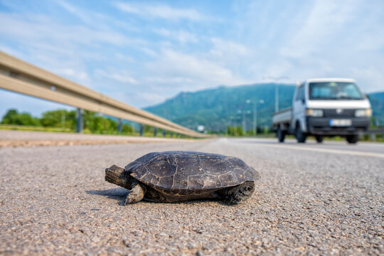 bright land tortoise turtle running on asphalt road after the car - Image