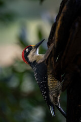 Exotic Rainforest Woodpecker in its Natural Habitat