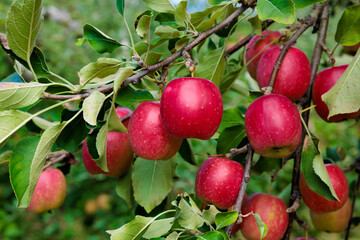 Delicious apple varieties Alpine Maiden in the orchard.