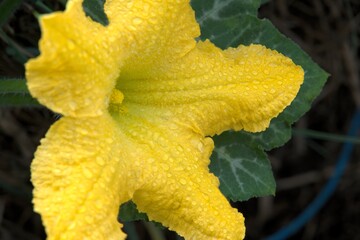 Pumpkin flower blooms bright yellow with dew droplets in outdoor garden, close up