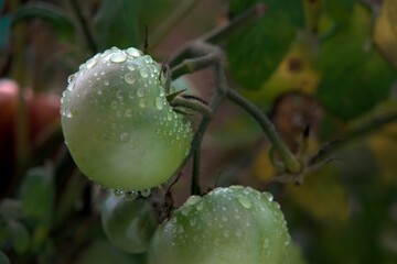 unripe green tomatoes hanging on the vine outdoors wet from dew raindrops