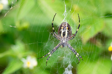 Spider resting in the center of its web surrounded by green background in daylight