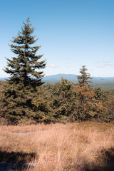 A view from the Wapack Trail in Southern New Hampshire. The photo is looking towards Mount Monadnock in the distance between the trees. Grasses and spruce trees grow on the ridgeline.